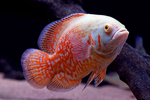 ASTRONOTUS-OCELLATUS-ALBINO-RED