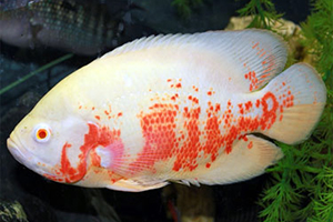 ASTRONOTUS-OCELLATUS-ALBINO