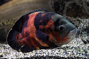 ASTRONOTUS-OCELLATUS-OSCAR