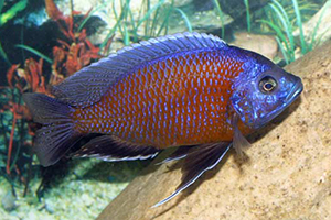 HAPLOCHROMIS-BORLEYI-RED-FIN