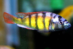 HAPLOCHROMIS-CH-44