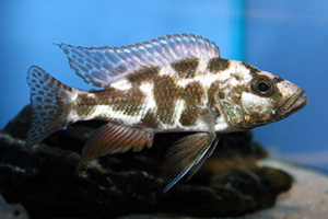 HAPLOCHROMIS-LIVINGSTONII