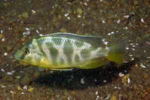 HAPLOCHROMIS-VENUSTUS