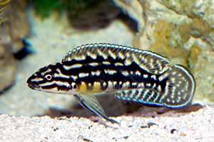 JULIDOCHROMIS-MARLIERI