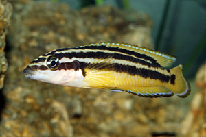 JULIDOCHROMIS-ORNATUS