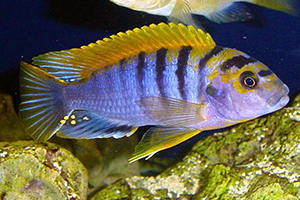 LABIDOCHROMIS-HONGI