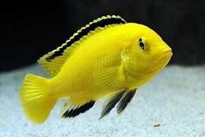 LABIDOCHROMIS-YELLOW