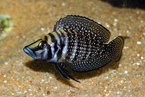 Lamprologus-calvus-zaire-black-fin