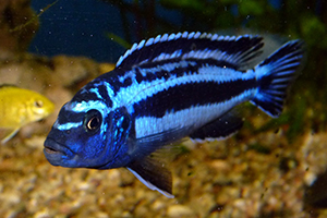 MELANOCHROMIS-MAINGANO