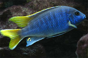 PSEUDOTROPHEUS-ACEI