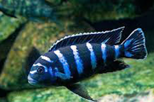 PSEUDOTROPHEUS-DEMASONI