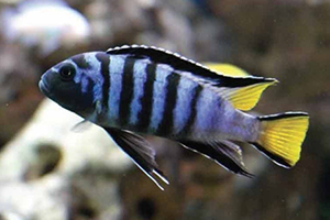 PSEUDOTROPHEUS-ELONGATUS