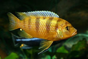 PSEUDOTROPHEUS-LOMBARDOI