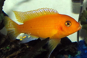 PSEUDOTROPHEUS-ZEBRA-RED