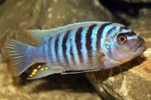 PSEUDOTROPHEUS-ZEBRA-blu