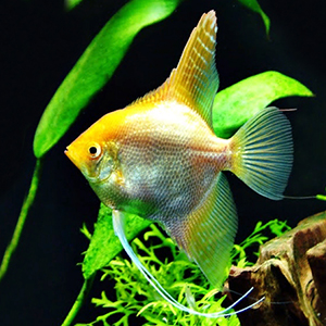 PTEROPHYLLUM-SCALARE-GOLD