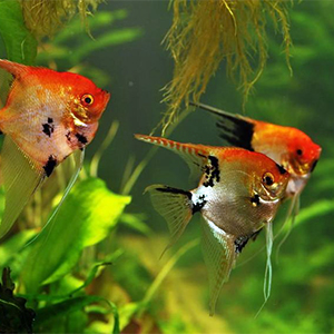 PTEROPHYLLUM-SCALARE-KOI