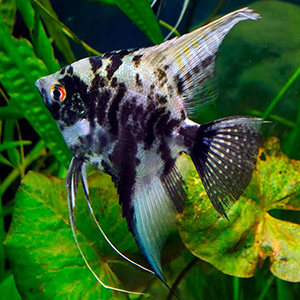 PTEROPHYLLUM-SCALARE-MARBLE