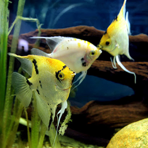 PTEROPHYLLUM-SCALARE-YELLOWHEAD-2