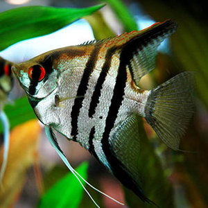 Pterophyllum-scalare