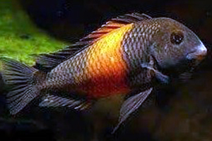 TROPHEUS-MOORII-ORANGE