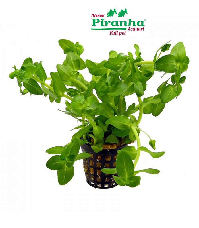 bacopa-caroliniana-700-piranha