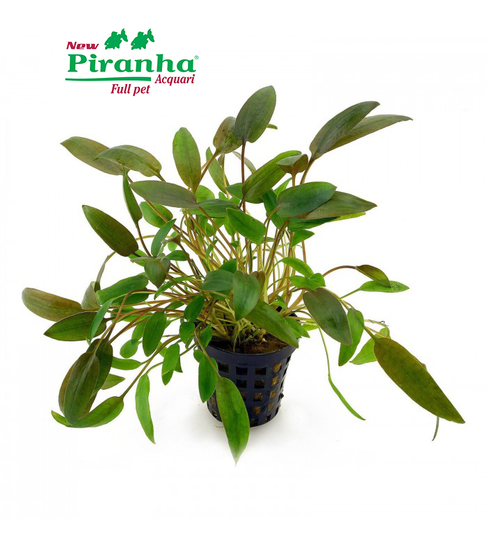 cryptocoryne-wendtii-brown-700-piranha