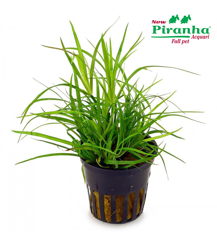 juncus-repens-700-piranha