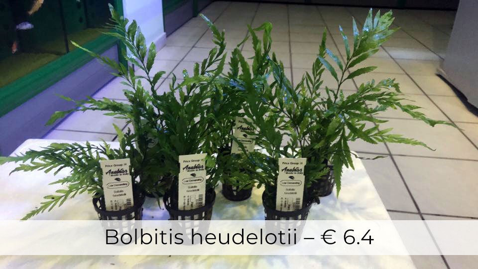 BOLBITIS-HEUDELOTII-piranha