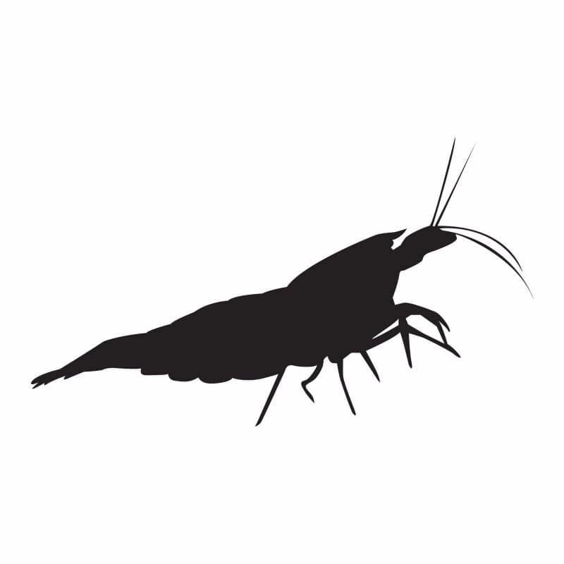 caridina silhouette