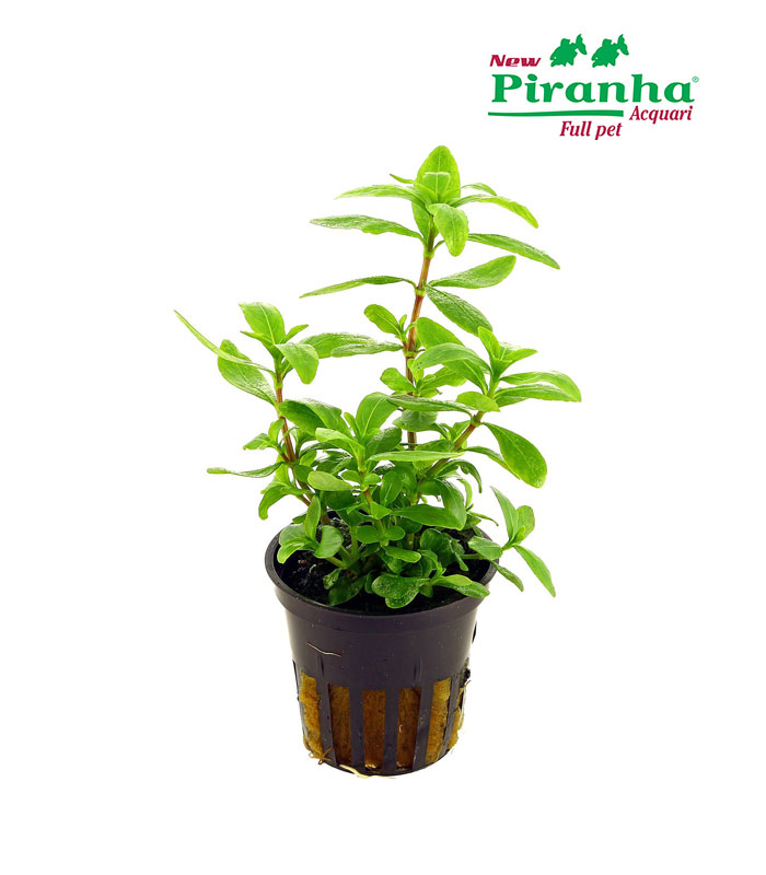 hygrophila-polysperma-green-piranha